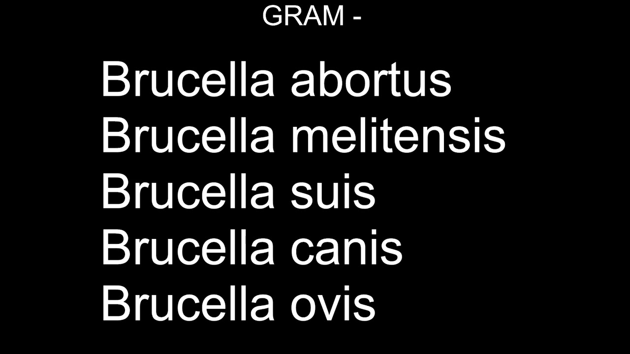 Bacteriología Veterinaria, Gram -, Brucella sp.