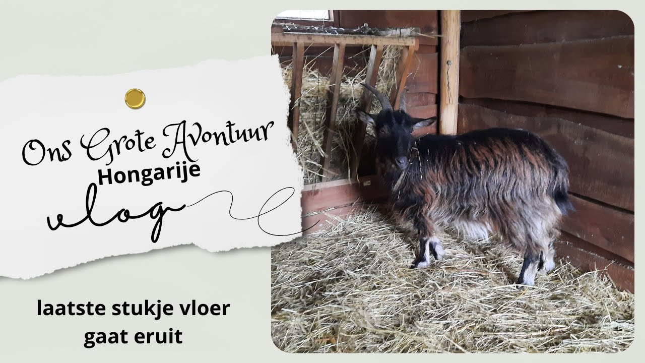 Jip Zit In De Lappenmand | wonen in Hongarije #444