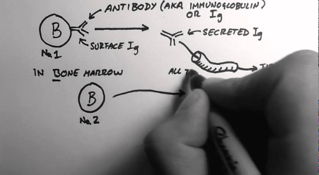 В-клетки 1 &mdash; Что такое антитела?