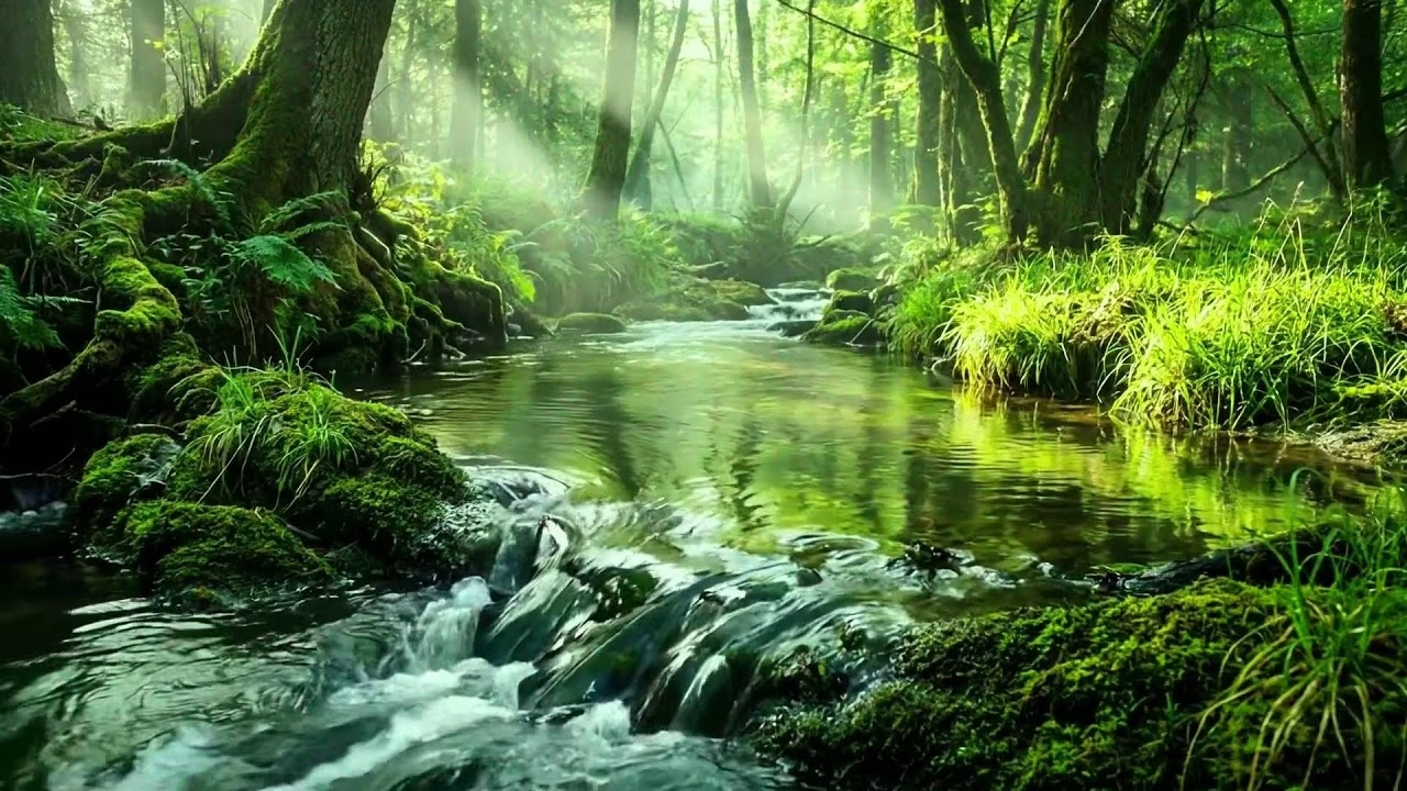 Sound of Gentle Brook and Birds Singing, Green Forest Ambience for Restful Sleep and Meditation