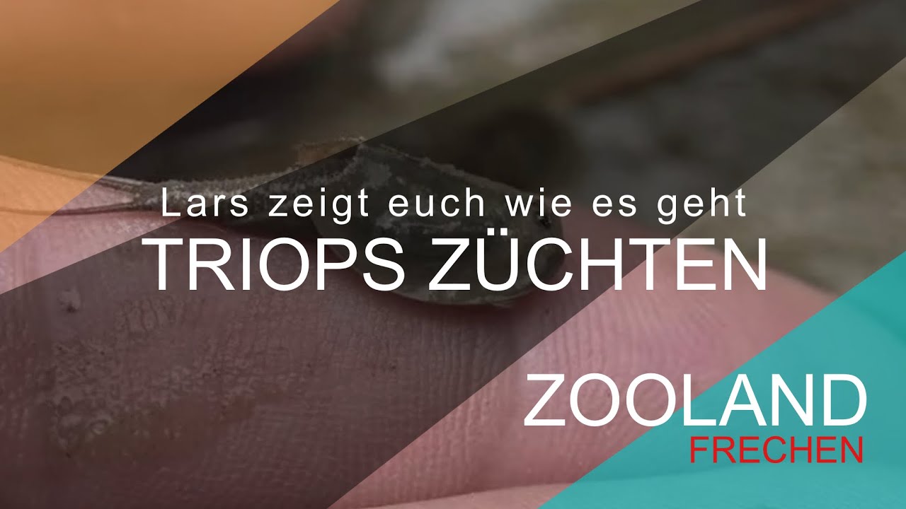 Lars zeigt Euch wie es geht  :) Triops Zucht !