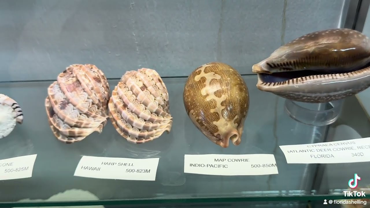 Gems of the Sea: A Private Shell Collection in a Museum in the Mountains of North Carolina! 🐚