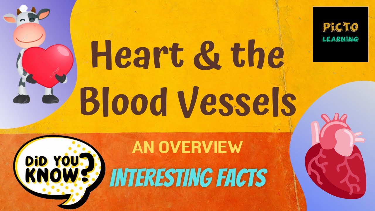 HEART AND THE BLOOD VESSELS : An Overview | PICTO LEARNING