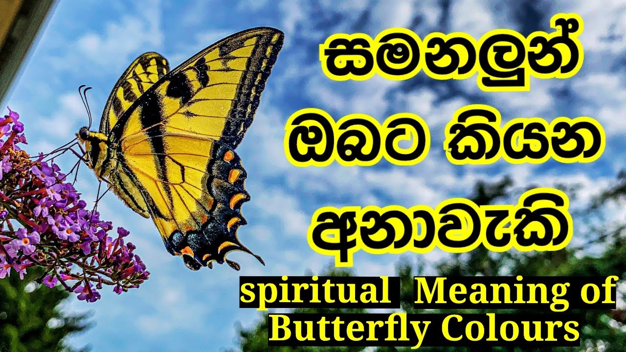Spiritual Meaning of Butterfly Colors | විවිධ වර්ණයේ සමනලුන් දැකීම | Path To Wisdom | sinhala