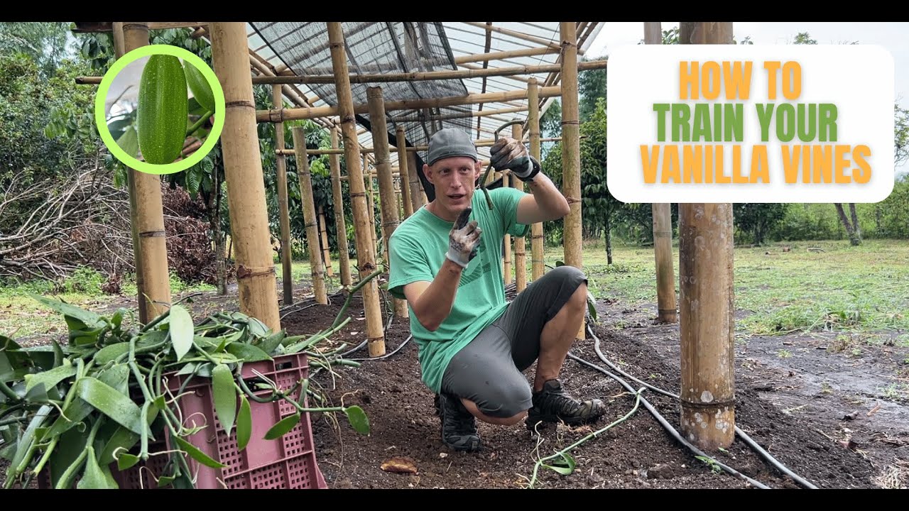 Vanilla Shade House | Production Guide | Vanilla Planifolia