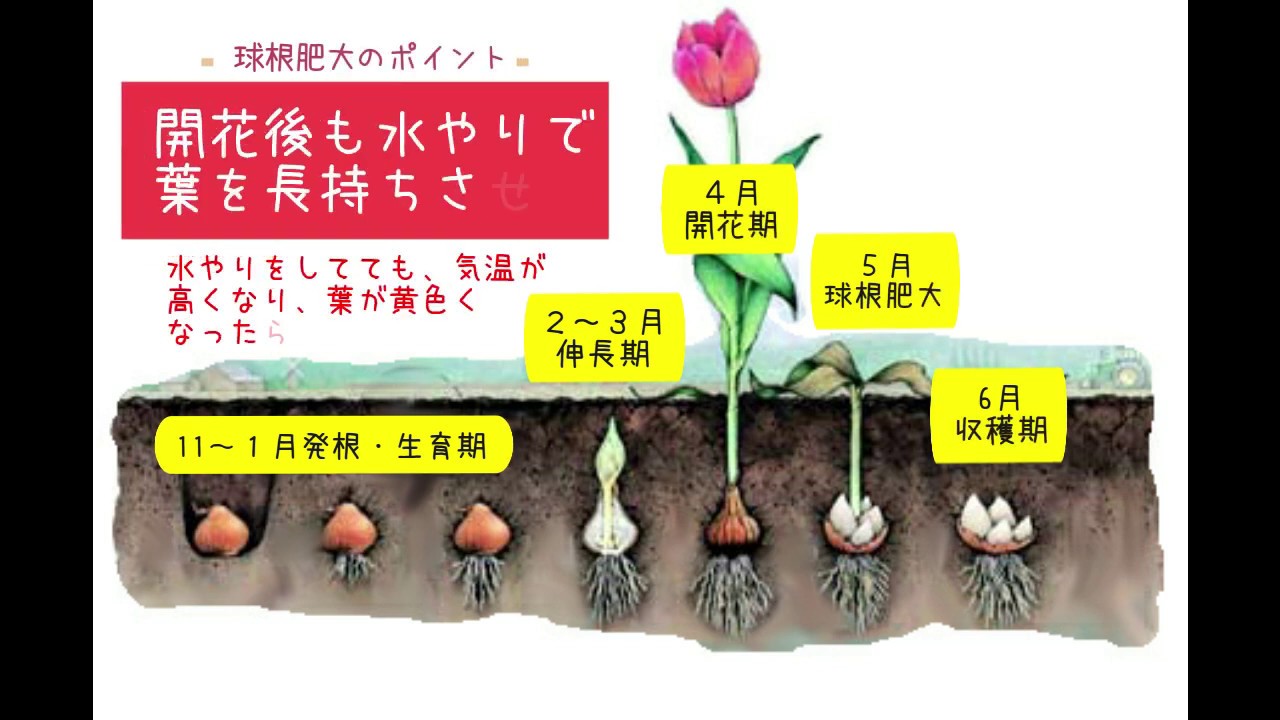 プロが教えるチューリップの育て方（花摘み・球根収穫）と種の作り方