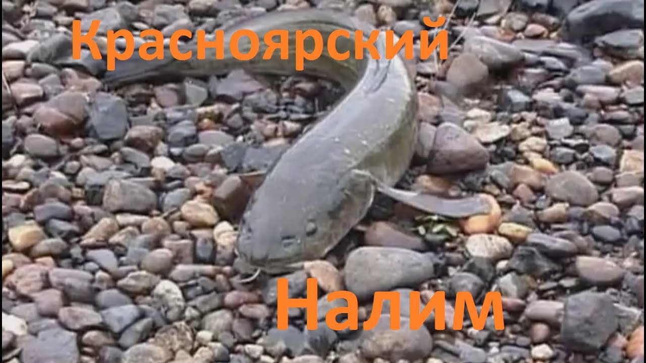 Диалоги о рыбалке - 168 - Красноярский край, притока Бахты. Енисей.
