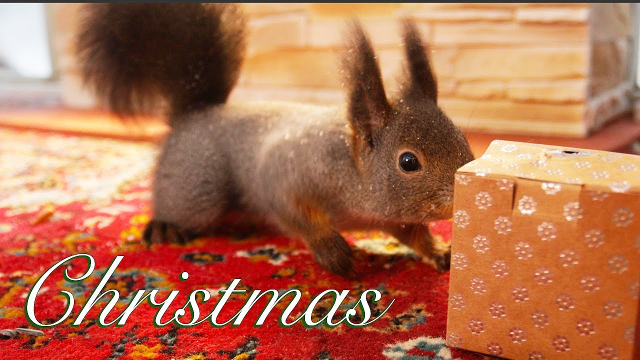 Christmas Morning with Squirrels & Birds