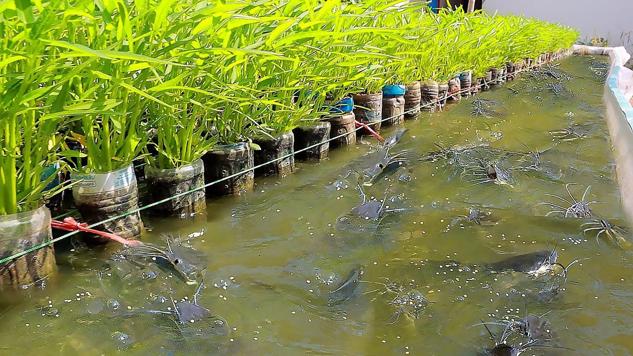 O QUE ELES CRIAM NESSA PLANTAÇÃO DE ARROZ É DIFERENTE DE TUDO QUE JÁ VI!