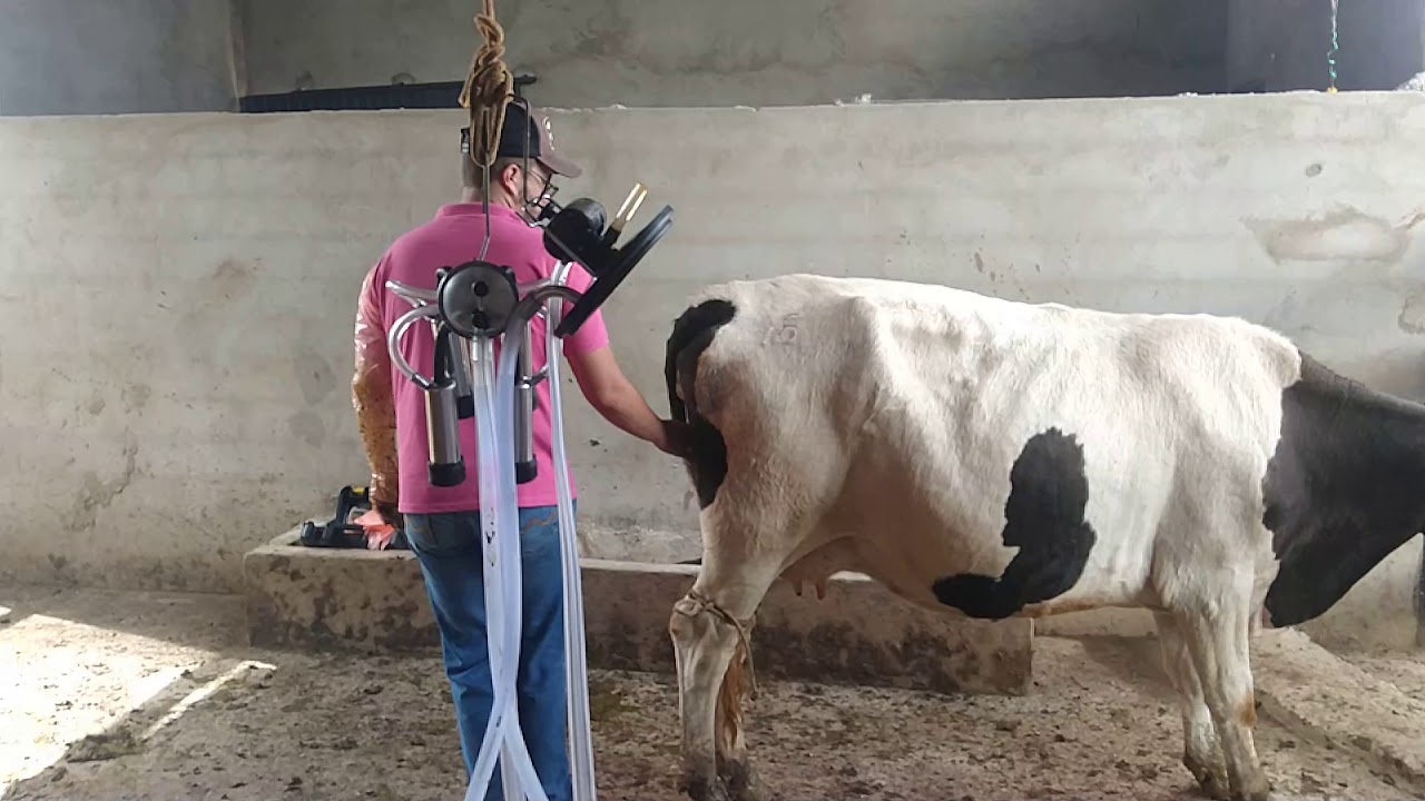 #vacas #leite #tokemvacas #fazendas fazendo Tok nas leiteiras