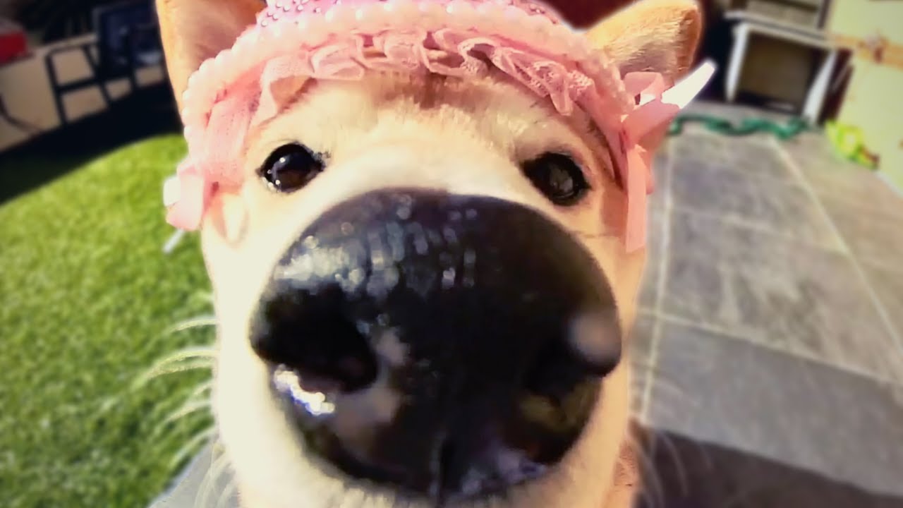 I got booped so I stole something & ran away (Outtake)