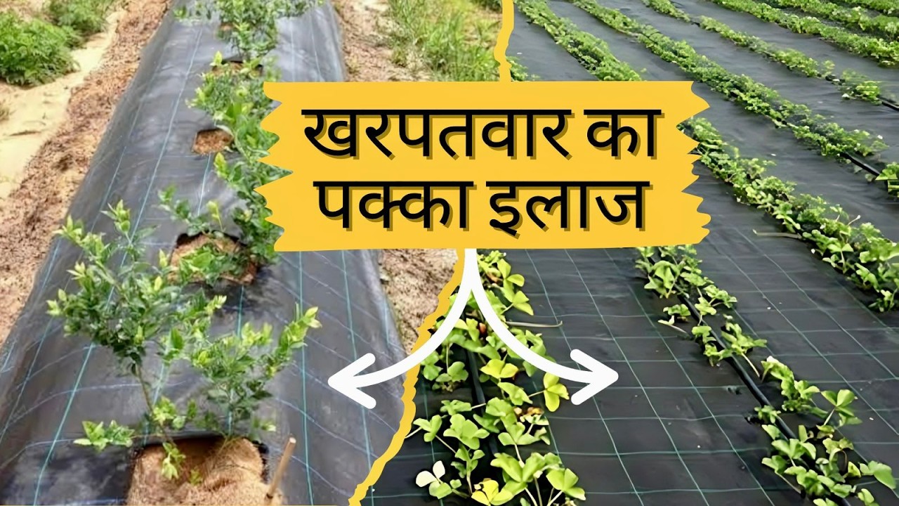 विड मेट क्या है | विड मेट के फायदें | What is Weed Mat | Benefits of Weed Mat