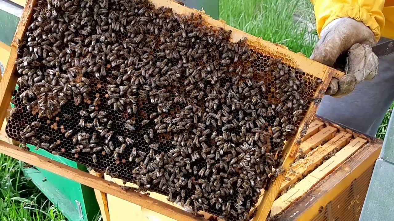 Včely = Prehliadka úľa /DADANT/ (BEEHIVE-ENG SUB)