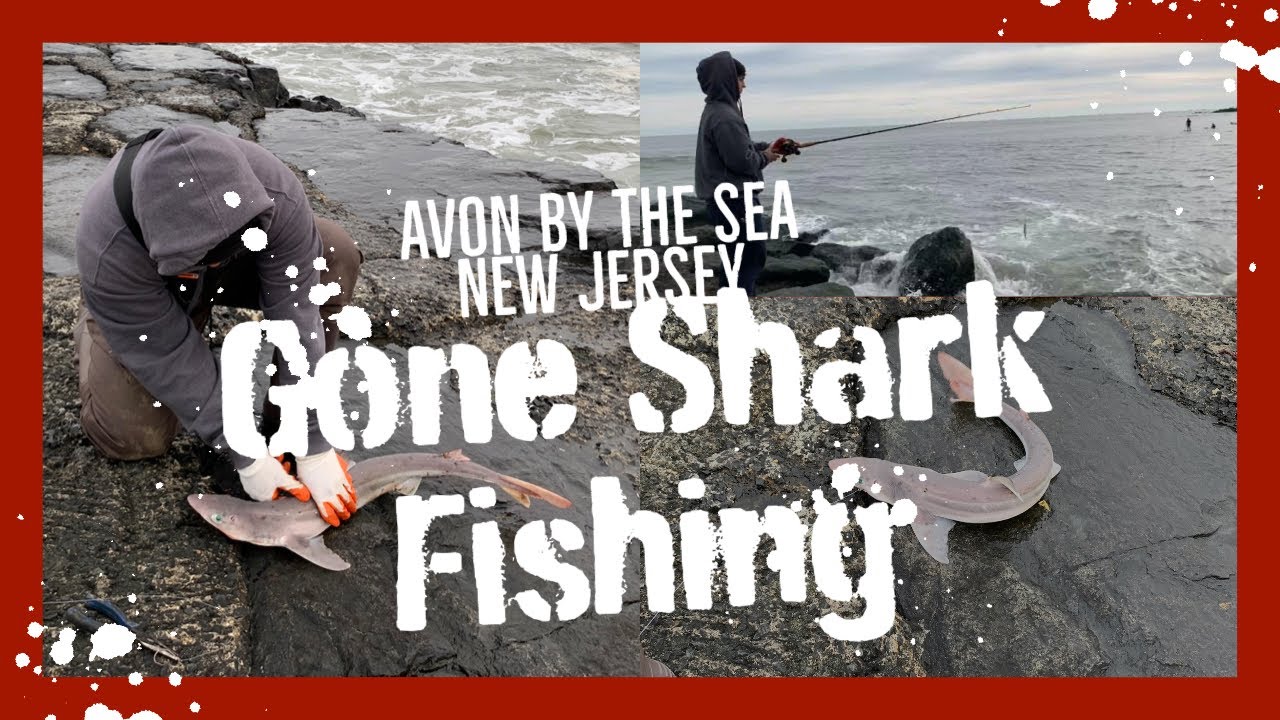 Gone Shark Fishing 🦈- Avon By the Sea, NJ