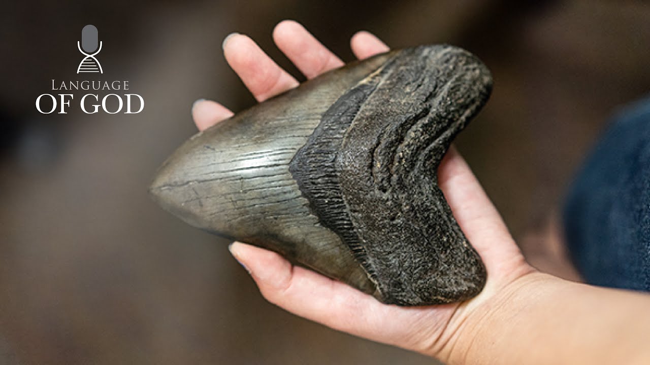 Fossils | A Window to God's Creation (Language of God, Ep 15)