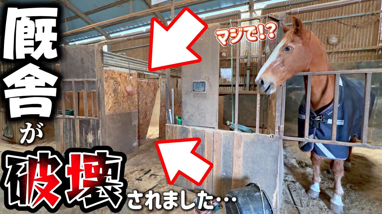 【厩舎が大破】優しい舎弟馬ジプちゃんの馬房から大きな物音が！？慌てて馬房を確認しに行くと…こうなってました。《ツルマルボーイ様のシモベ》