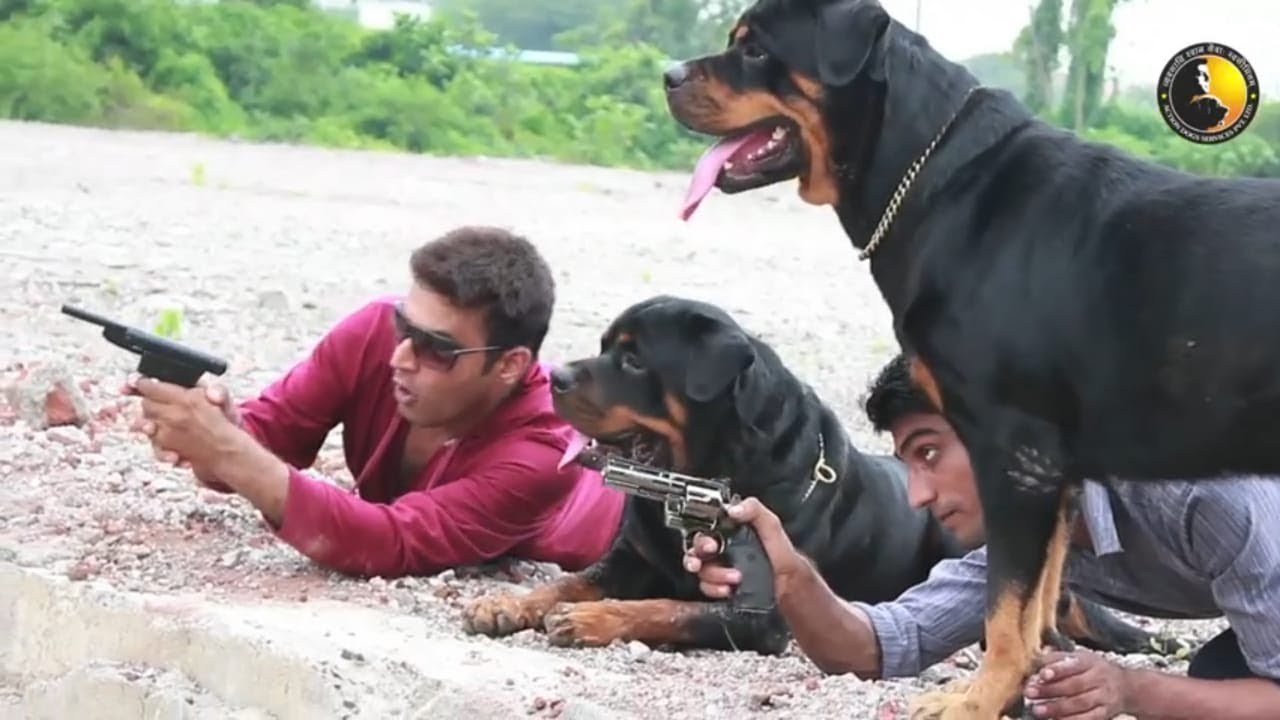 Amazing Rott Weiler