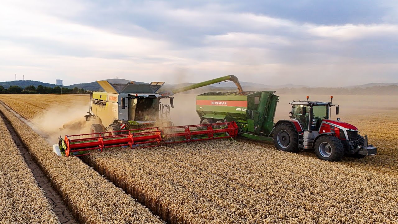 2x CLAAS LEXION at sunset harvest🌅🌾l ČECHOMOR