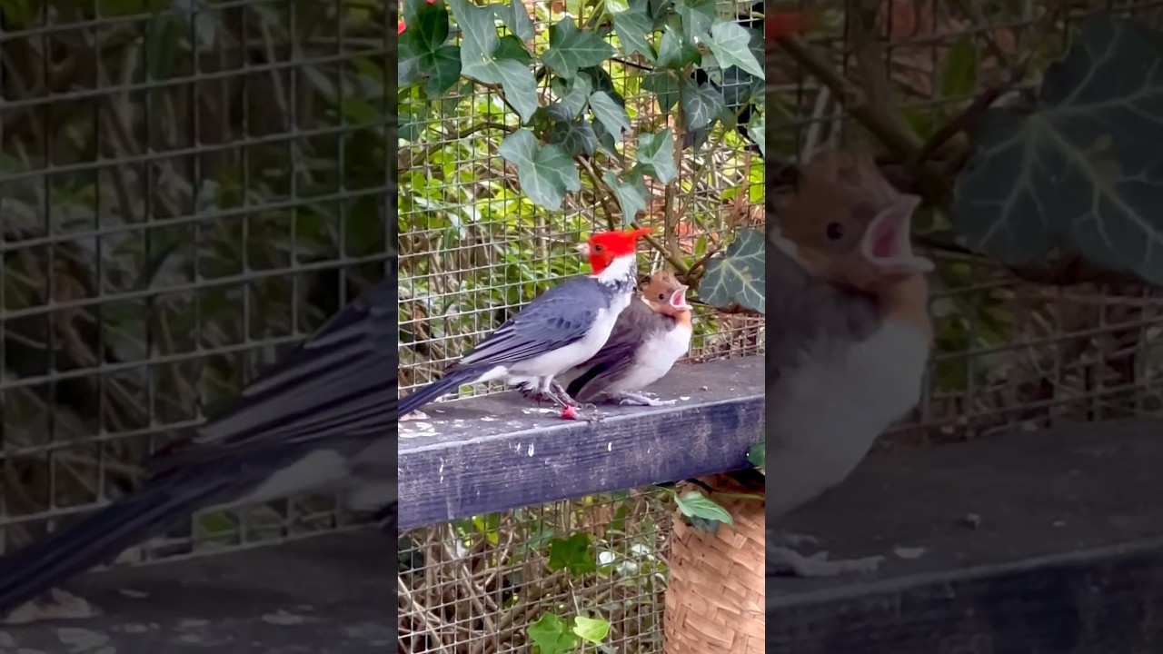 Adult red-crested cardinal (Paroaria coronata) feeding a fledged chick in bird aviary #birds #bird