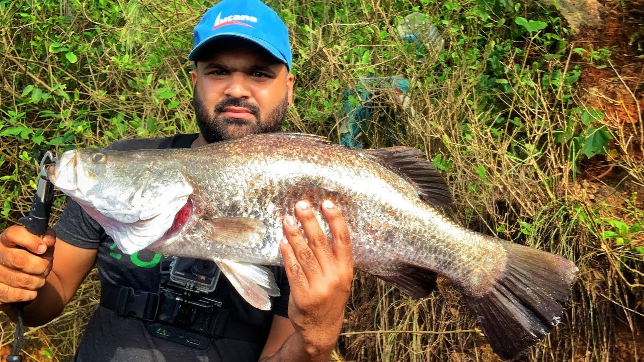 Hooked on Barramundi: Epic Battle to Reel It In. Goafishing / Indiafishing