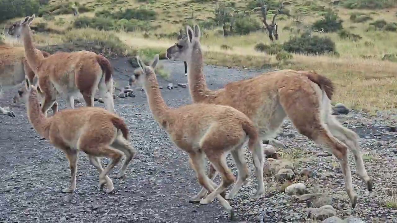 20260209 Guanacos a Mirador Cuernos - Torres de Paine