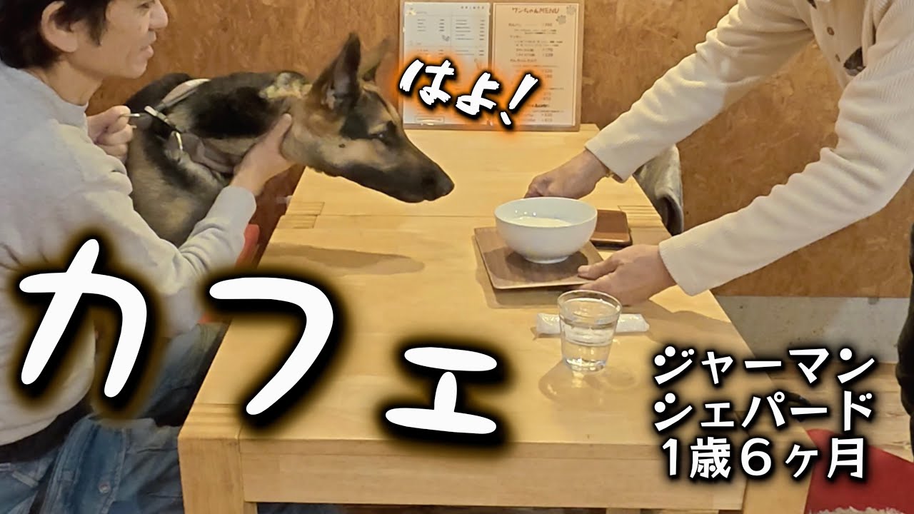 カフェでお茶してそのままセルフシャンプーができる店❗️　ジャーマンシェパードのレイ