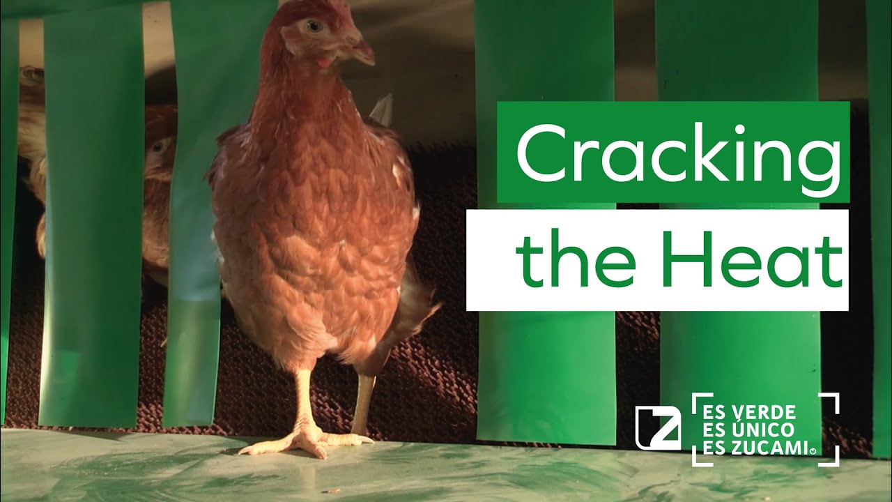 🐔🌞🥚 Cracking the Heat: Essential Tips for Preventing Heat Stress in Layer Hens