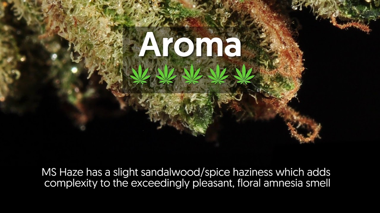 Strain Profile: Moonshine Haze