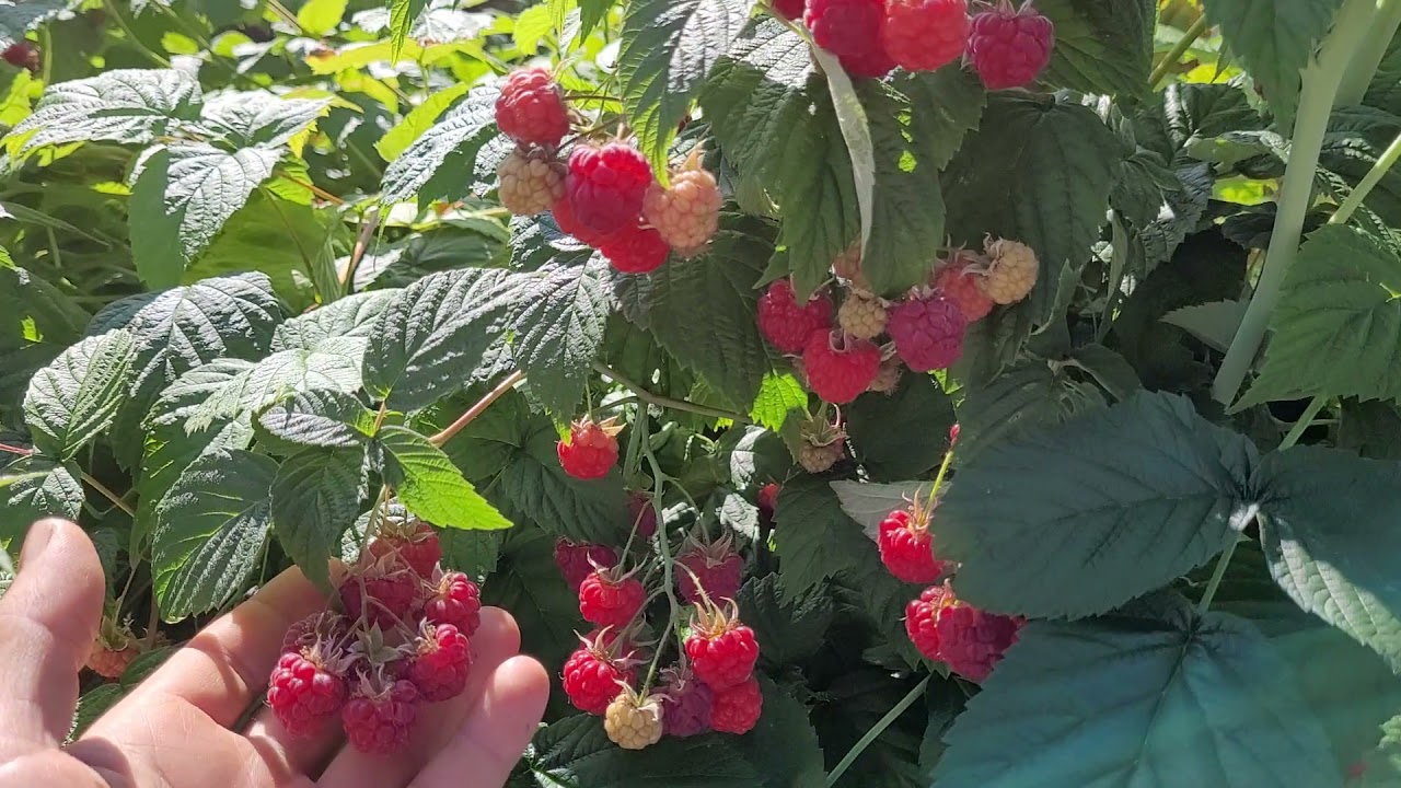 How to Produce More Raspberries By Arching Canes on a Trellis