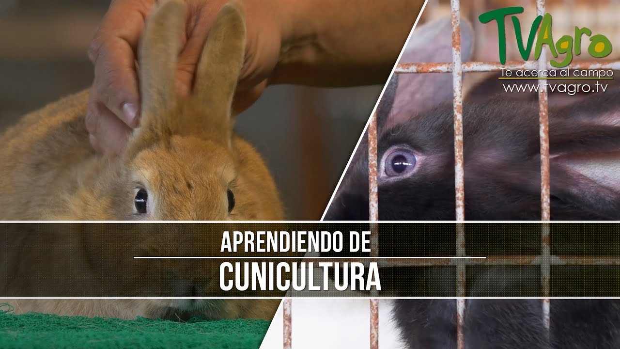 Aprendiendo de Cunicultura- TvAgro por Juan Gonzalo Angel