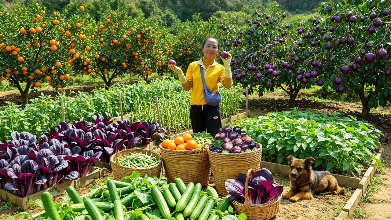 Harvest Purple Star Apples, Oranges, Bok Choy, Bush Green Beans To Sell &ndash; Cook With Them &ndash; Farm Life