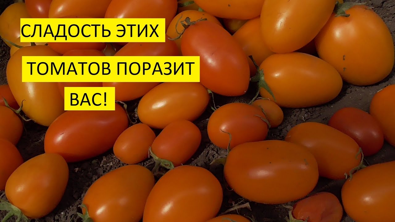 Самые сладкие томаты! Томат Русские колокола (№35) - сладкий,  красивый! Для теплиц и о. грунта!