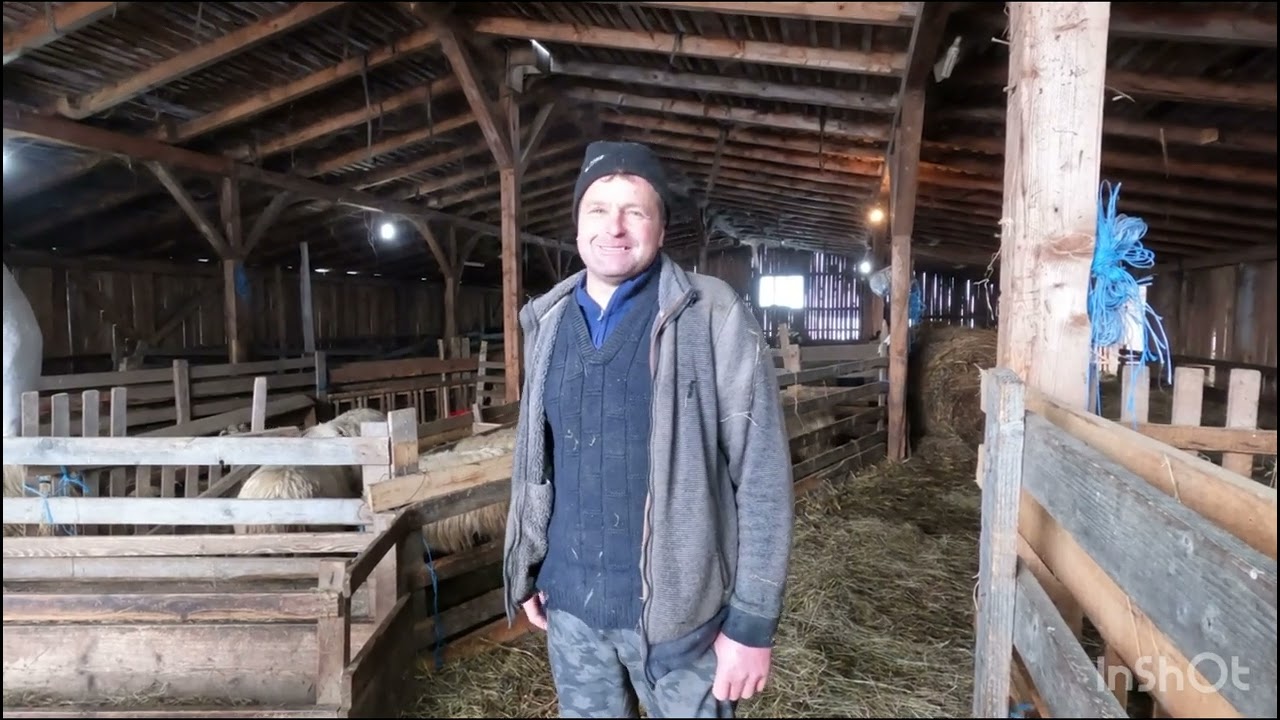 FERMĂ DE OI BREZE A DL ONȘOR DIN CORMAIA.CRESTE OI ÎMPREUNĂ CU FAMILIA -OAMENI GOSPODARI