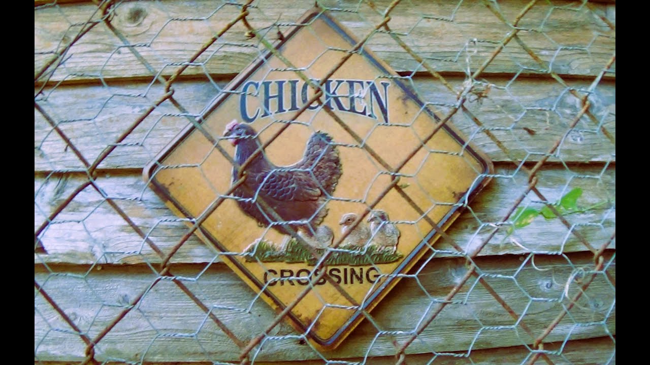 Quail Cage Build and Set Up Start To Finish! #7 Visiting Chicken /  Quail Coop.