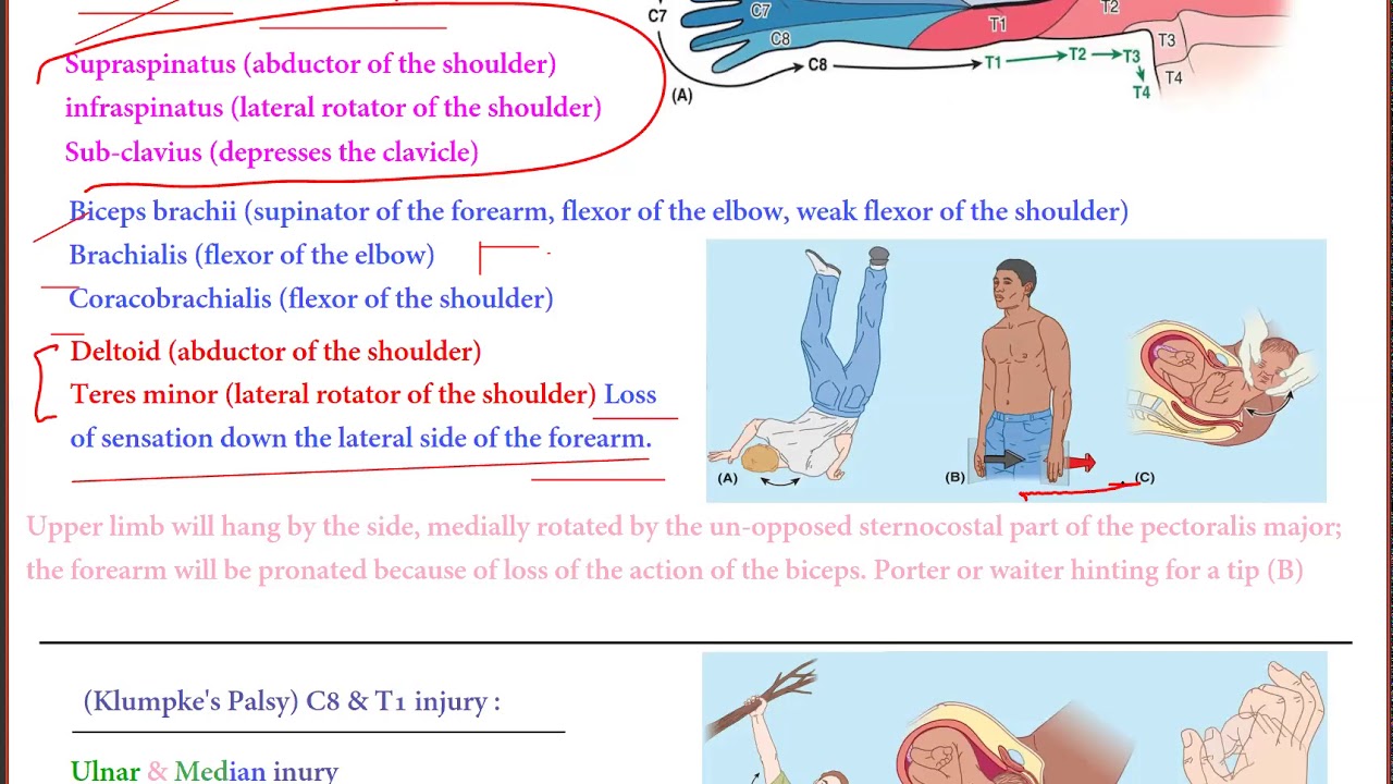 Upper Limb Anatomy For MRCS Part A by Reda Harby