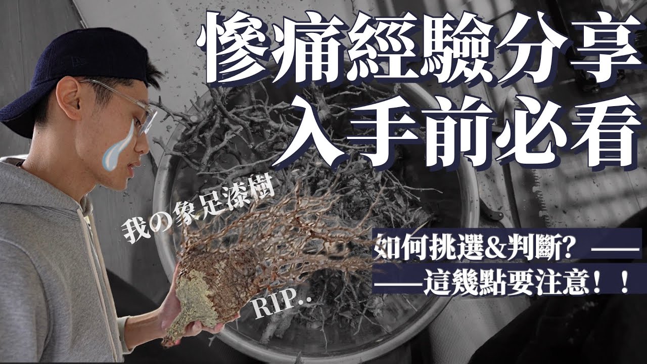 象足漆樹這幾點要注意！別像我一樣踩雷⚡️ 要如何挑選？健康判斷？入手前必看‼️原產象足漆樹Operculicarya pachypus【經驗分享】