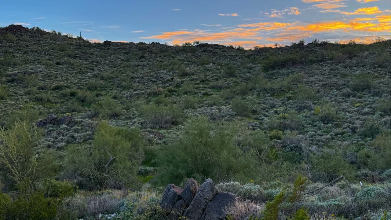 15529 Javelina Trail