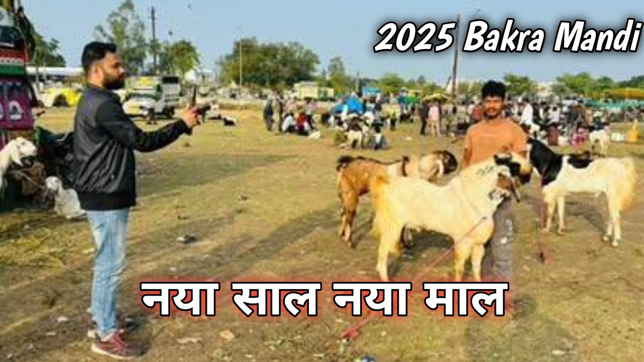 Bhopal bakra mandi 2025 | भोपाल बकरा मंडी