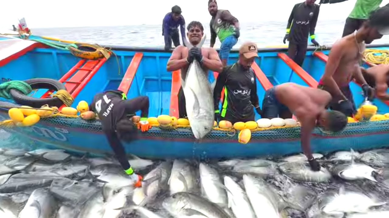 Massive Fish Haul at Sea 😱 | Fishermen Catch Hundreds of Giant Fish