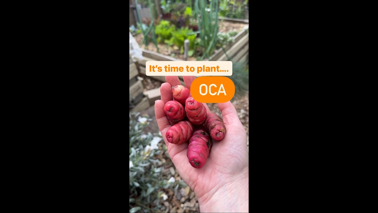 Как выращивать Оку или новозеландский ямс 🌱 Oxalis tuberosa