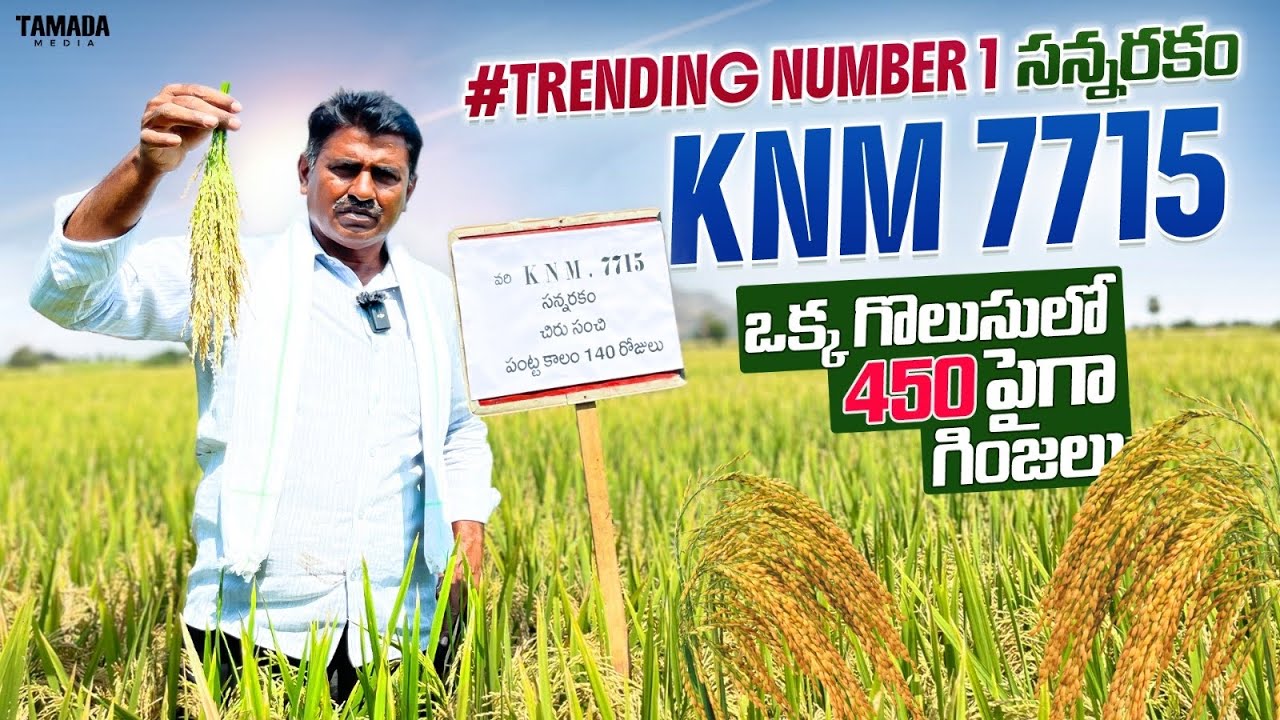 KNM7715 | సాగు చేసిన రైతుల మన్ననలు పొందిన సన్న రకం | @navayuvaraithu  | #farming