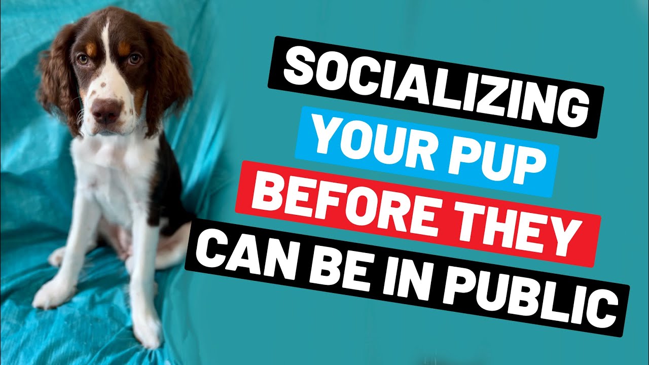 How To Socialize Your Puppy Before They’re Allowed To Be In Public For Health Reasons
