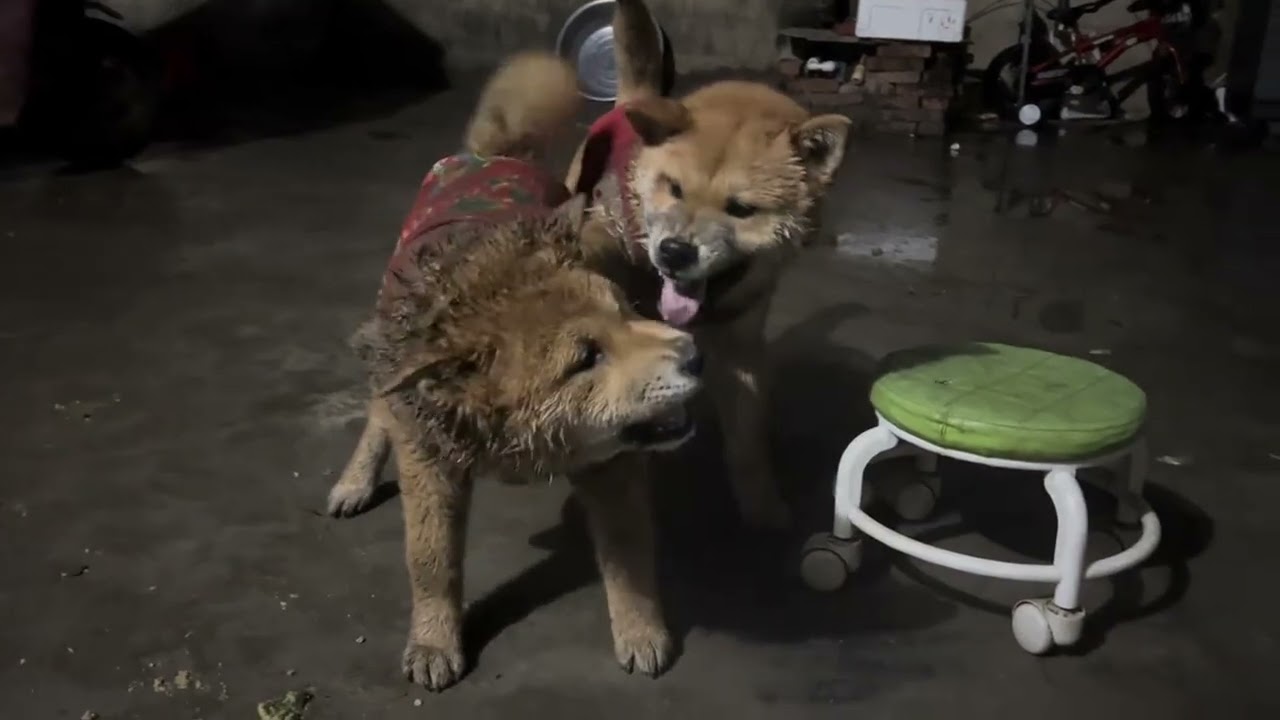 这两公婆打完了晚上又睡在一起 你们猜经过这次，福宝明天还敢不#中华田园犬#黄狗白面#金毛团团#抖音生活观察计划#可爱狗狗
