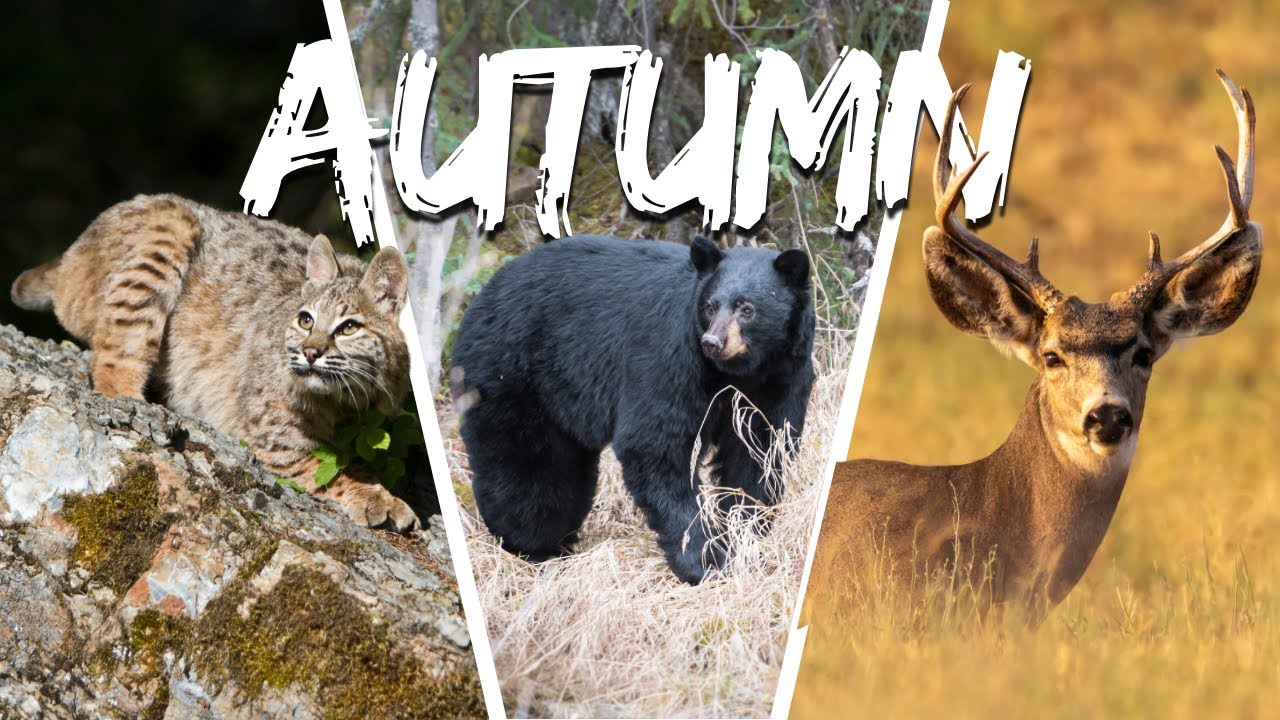 Fall Survival on Our Wildlife Homestead — Look What Showed Up!