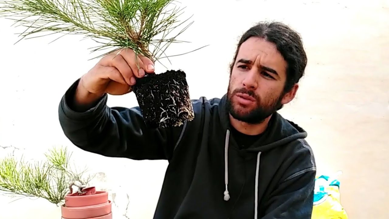 trasplante Pinus thubmergii pre bonsai a macetas de barro