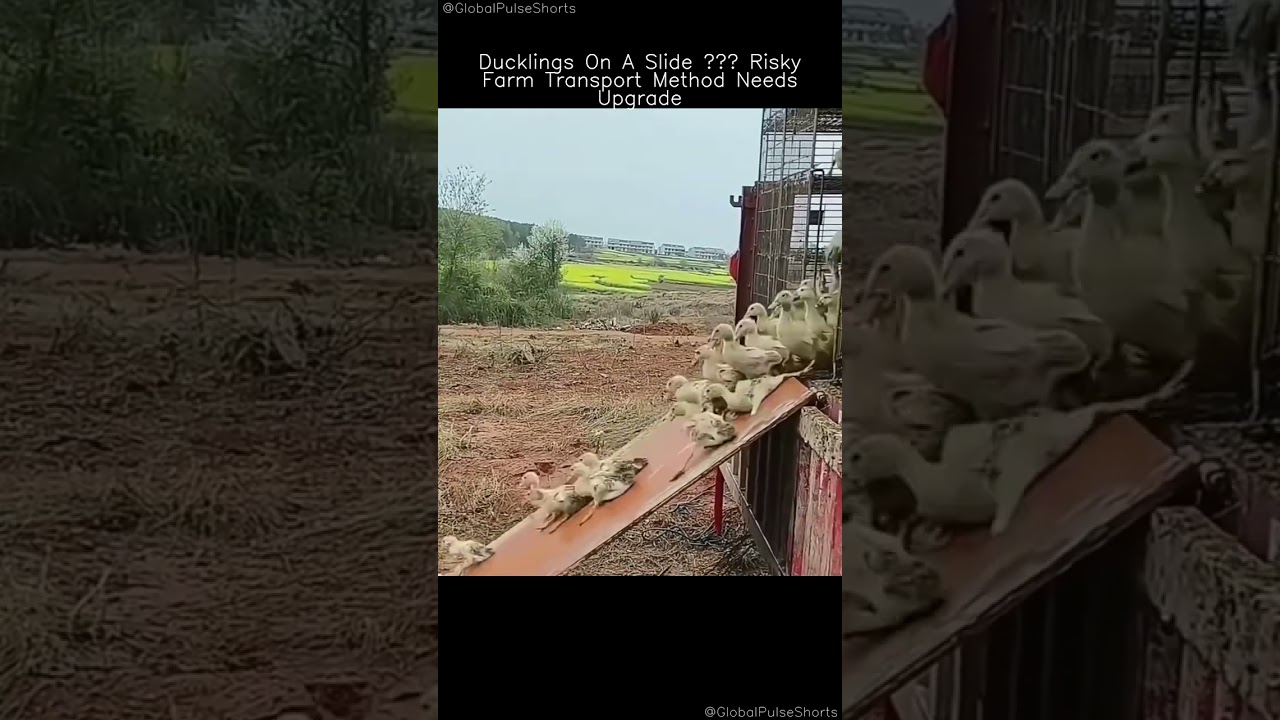 Ducklings on a Slide: A Risky Farm Transport Method! 