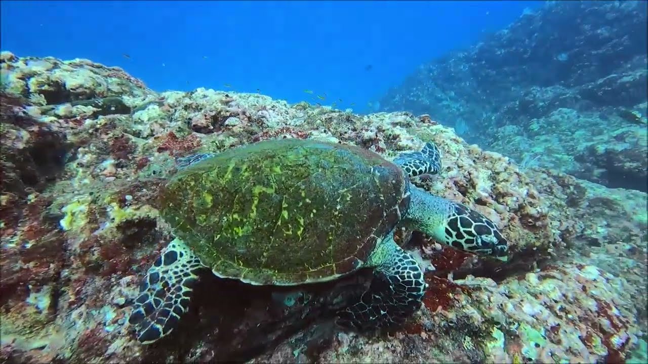 Diving Catalinas Islands - Playa del Coco (Costa Rica)