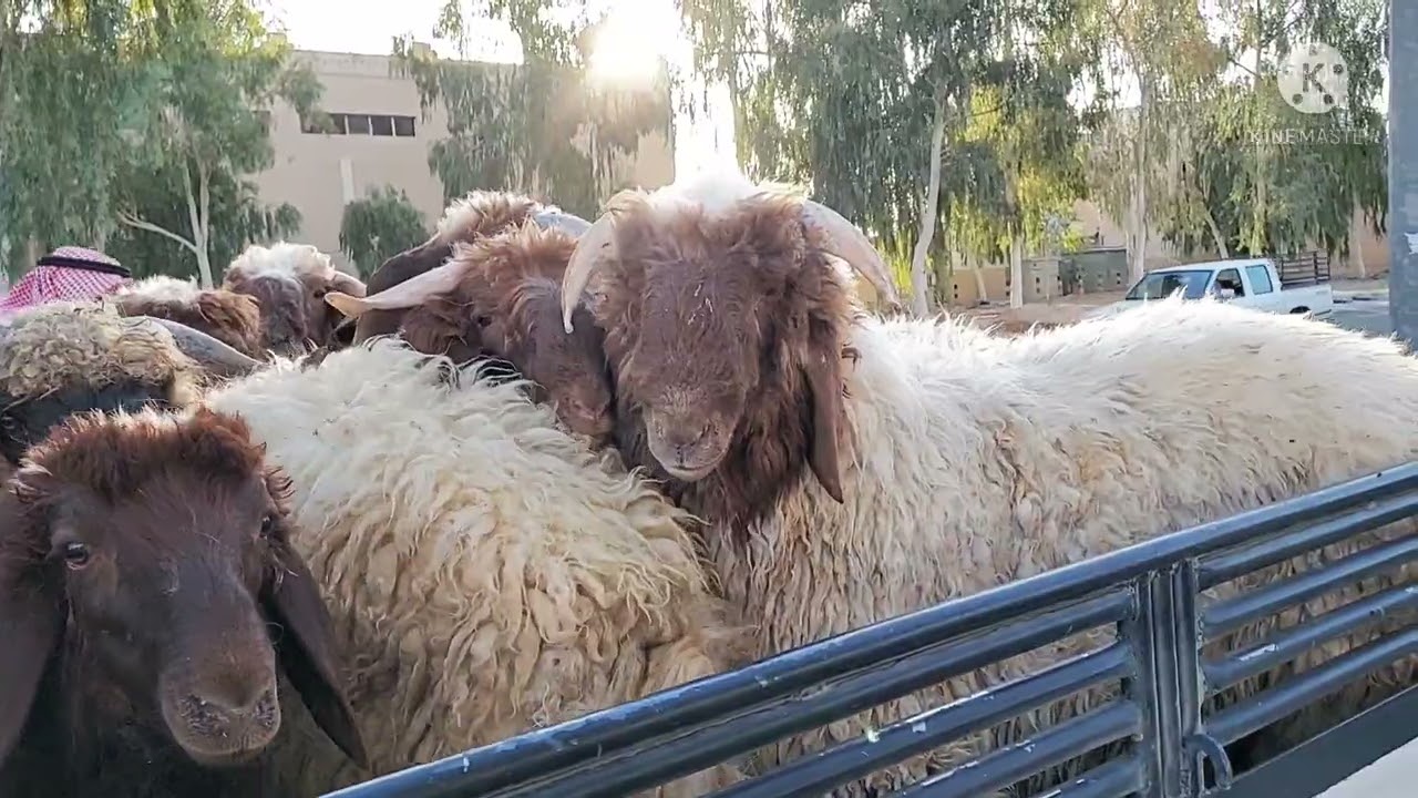 بريده/الخميس جلابة غنم النعيمي صباحا ٢٣/٢/١٤٤٣ حراج اليوم