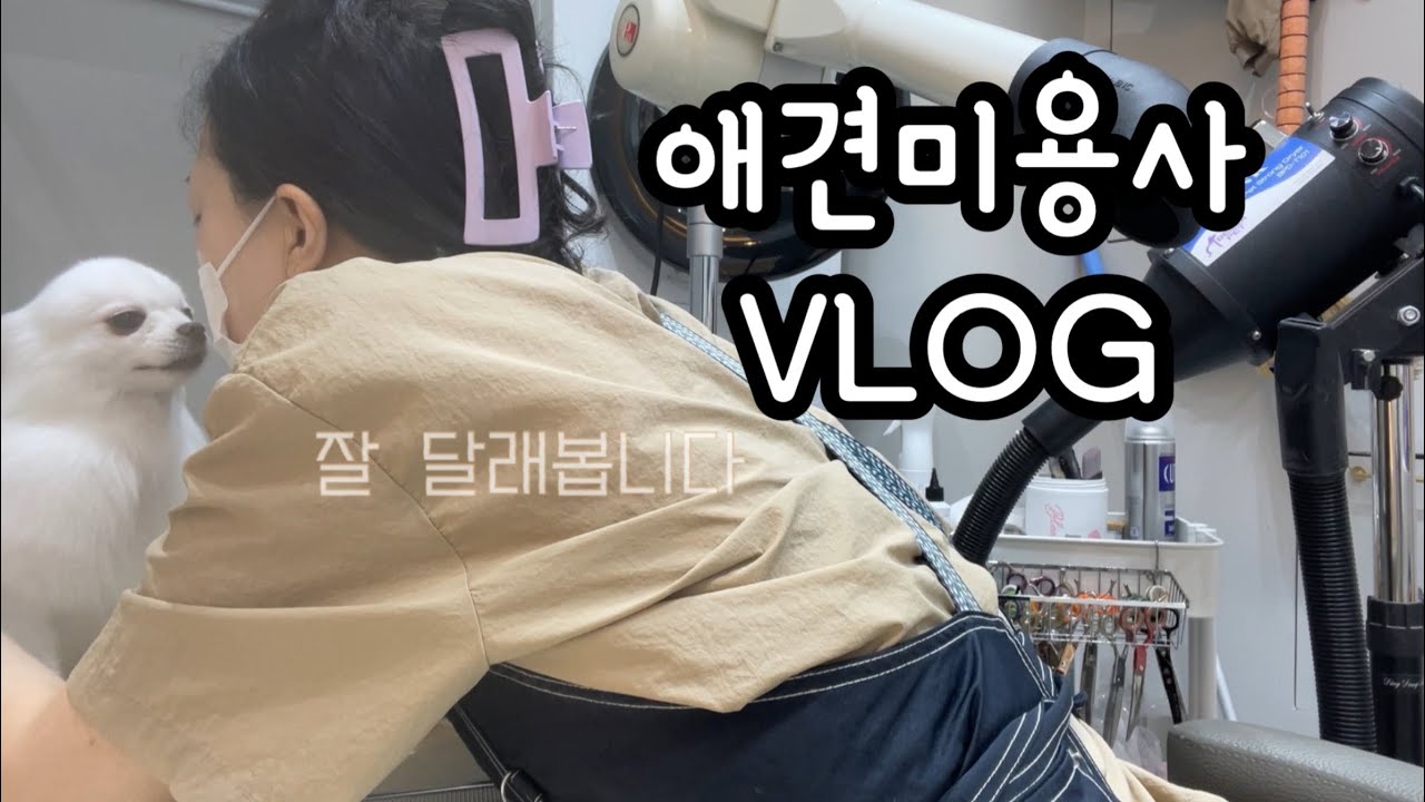 [애견미용사브이로그]25년 마무리 잘 하기 