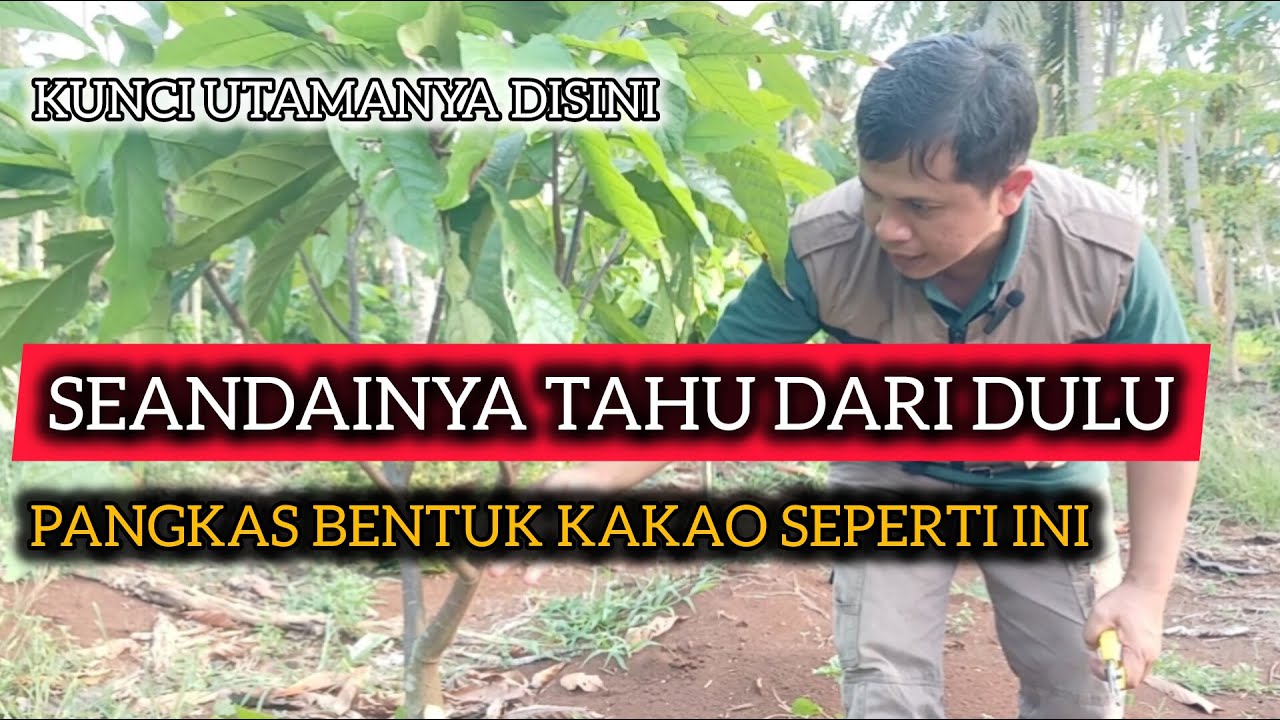 CARA PEMANGKASAN BENTUK TANAMAN KAKAO I PANGKAS BENTUK KAKAO